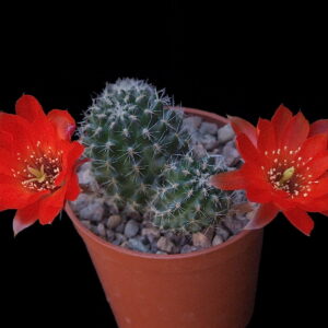 Cactus - Aylostera steinmanni - Mixed Varieties Seeds
