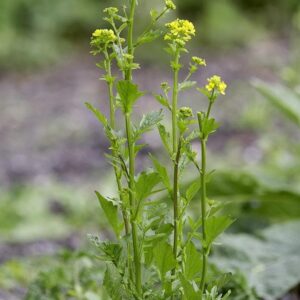 Barbarea Vulgaris Winter Cress Seeds