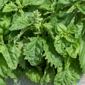 Basil Spicy Sabre Seeds