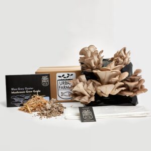 Mushroom  Blue Grey Oyster Growing Kit
