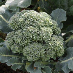 Broccoli Marathon Seeds