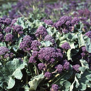 Broccoli Rudolph Seeds