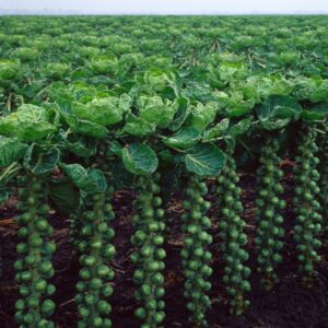 Brussels Sprout Churchill F1 Hybrid Seeds