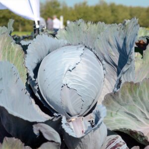 Cabbage Rococo F1 Hybrid Seeds