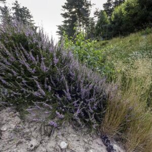 Calluna Vulgaris Common Heather Seeds