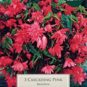Taylors Begonia - Cascading Pink - 3 Tubers - Hanging Basket