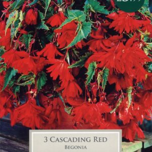 Taylors Begonia - Cascading Red - 3 Tubers - Hanging Basket
