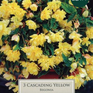 Taylors Begonia - Cascading Yellow - 3 Tubers - Hanging Basket