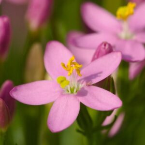 Centaurium Erythraea Common Centaury Seeds