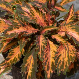 Coleus Coral Candy Seeds