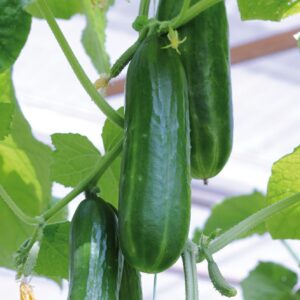Cucumber Passandra F1 Hybrid Seeds