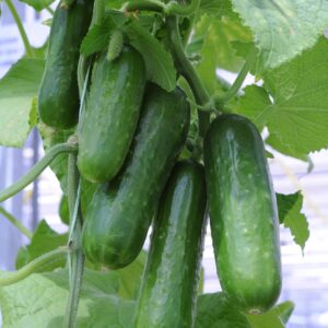 Cucumber Picolino F1 Hybrid Seeds