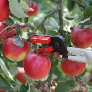 Darlac DP110-1000 Snapper (1.00m) UK SHIPPING ONLY