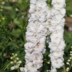 Delphinium Guardian F1 Hybrid White Seeds