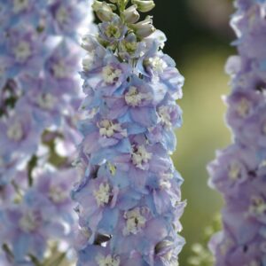 Delphinium Guardian F1 Hybrid Lavender Seeds