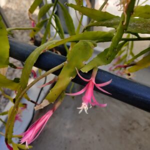Cactus - Disocactus biformis Seeds