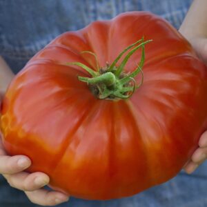 Tomato Gigantomo F1 Hybrid Seeds