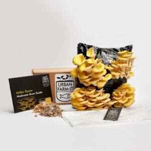 Mushroom - Golden Oyster Growing Kit