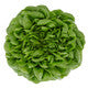 Lettuce Salanova Multi Leaf Hilbert RZ Seeds Hilbert