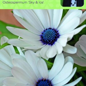 Johnsons Sarah Raven's Cut Flowers Osteospermum Sky & Ice 50 Seeds