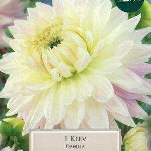 Taylors Flower - Dahlia - Dinner Plate - Kiev - 1 Tuber