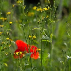 Lapsana Communis Nipplewort Seeds