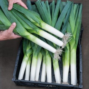 Leek Rally F1 Hybrid Seeds