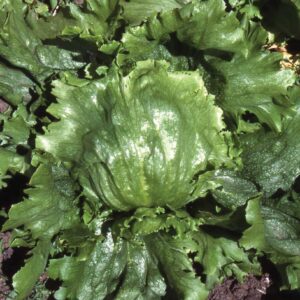 Lettuce Lakeland Seeds