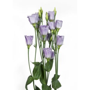 Lisianthus Piccolo Mix F1 Seed