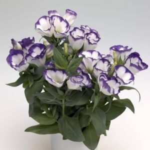 Lisianthus Carmen Mix F1 Seed
