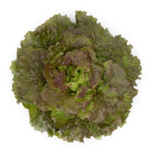 Organic Lettuce Red Batavia Marinski (81-398) RZ Seeds