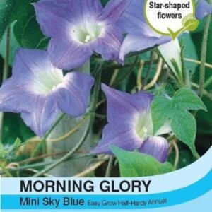Thompson & Morgan Morning Glory Mini Sky Blue 30 seed