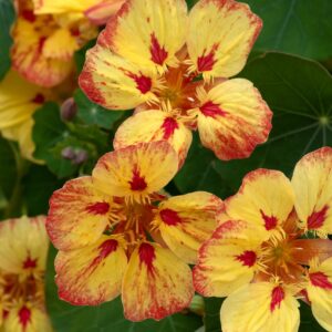 Nasturtium Ice Cream Sundae Seeds