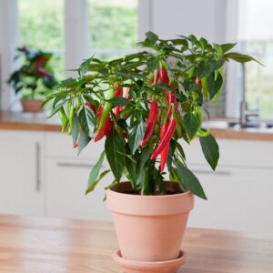Chilli Pepper Hot Joker Seeds