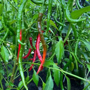 Chilli Pepper Vindaloo F1 Hybrid Seeds