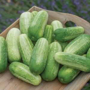 Cucumber Picklebush Seeds