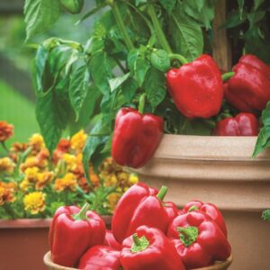 Sweet Pepper Popti Seeds