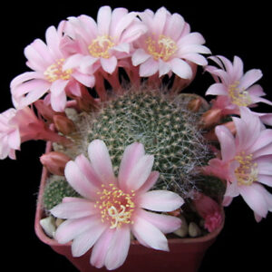 Cactus - Rebutia kariusiana Seeds