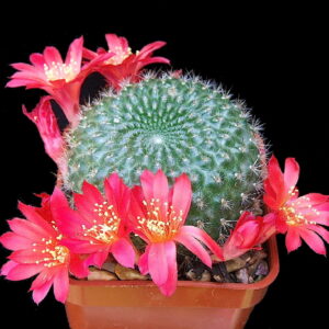 Cactus - Rebutia mimuscula Seeds
