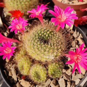 Cactus - Rebutia violaciflora Seeds