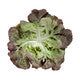 Lettuce Red Oakleaf Santurdai RZ - LS10711 Seeds