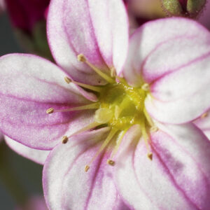 Saxifrage Highlander Rose Shades Seeds