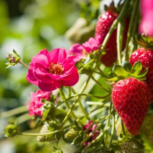 Strawberry Summer Breeze Cherry F1 Hybrid Seeds