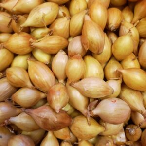 Onion Sets - Stur BC 20