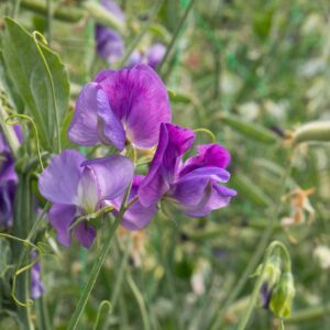 Unwins Flower Sweet Pea Heathcliff - 21 Seeds
