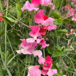 Unwins Flower Sweet Pea Duo Salmon - 21 Seeds