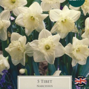 Daffodil - Narcissus Tibet  12/14cm - 5 Bulbs