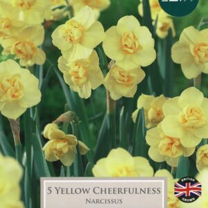 Taylors Daffodil - Narcissus Cheerfulness Yellow - 5 Bulbs