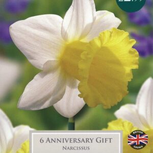 Taylors - Daffodil - Narcissus Anniversary Gift Flowering Bulb - 12/14cm - 6 Bulbs