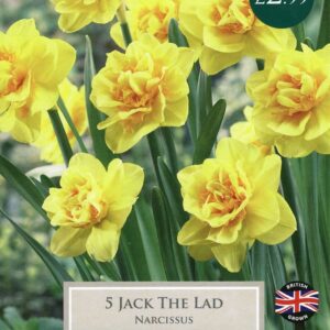 Taylors Daffodil - Narcissus Jack the Lad - 5 Bulbs